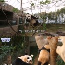 판다 이미지
