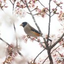 온부리