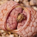 Lithops 'Talisman' 이미지