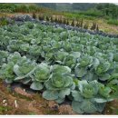 브니엘농장 이미지