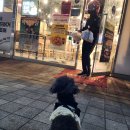 동탄중앙동물병원 이미지