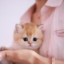 양주고양이분양 모나미네코 옥정신도시점 이미지