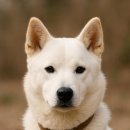 백구공원 이미지