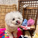 놀러오개 이미지