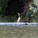 그린벨리바베큐 이미지