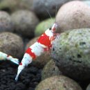 내곡동701 이미지