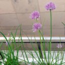 차이브(CHIVES)