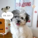 현대동물병원 | 강아지 첫 예방접종 후기 | 현대동물병원