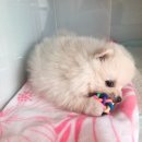 돌봄동물메디컬클리닉 이미지