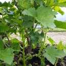 블랙커런트 재배(전정) 이미지