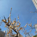 연화공원 광안대교 이미지