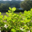 법전중학교 이미지