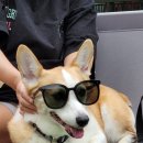 제이몽애견펜션 이미지