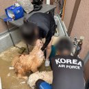 행복여관 | [태안 애견동반 펜션] 청춘여관｜아이 수영장 있는 가족숙소 후기(강아지 수영장도!)