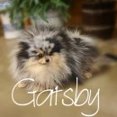 아름켄넬 이미지