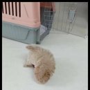 더 반려 강아지분양 고양이분양 잠실본점 이미지