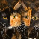 냥이시대 이미지