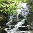 봉황그린 이미지