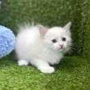 대구고양이분양 테디럽 이미지