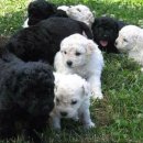 퍼펫 애견카페 이미지