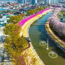 양지천 | 입장료·주차비 0원, 70만 본 봄꽃 쏟아지는 '순창 양지천' 가보니