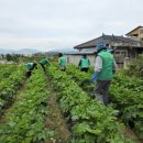 (12/13) 배추김치 담그기 이미지
