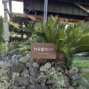 브로콜리 민박 이미지