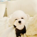 펫 탑 클래스 이미지