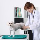 고양동물병원 이미지