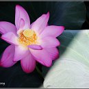 강주연못 이미지