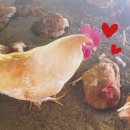 정오농장 이미지