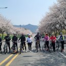 4월 6일 계룡산 벚꽃길 라이딩 이미지