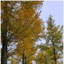 배곧생명공원 이미지