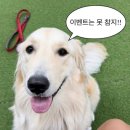 알로하탠 이미지