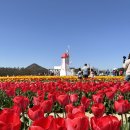 독우길226 | [신안 임자도 여행] 임자도 튤립축제 총정리💕(주차장, 입장료, 기간, 깡통열차 등 )