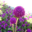 줌데렐라