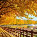 염치읍 은행나무길 이미지