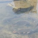 화정천1 이미지