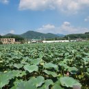 유등연지입구 이미지