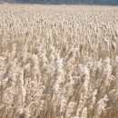 순천만 갈대밭 이미지