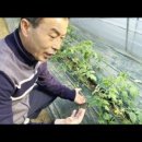 스타믿음농장 이미지