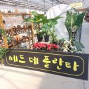 쎄드데플란타 이미지