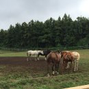 삼일목장 이미지