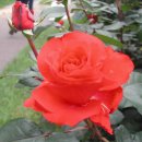 예산읍011 이미지