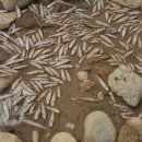 남한강 물고기 이미지