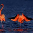 플라밍고 이미지
