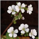 달맞이팬션 이미지