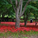 불갑사관광지 이미지