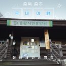 수룡봉황길 | 충북 충주] 숲속에서 하루 쉬어가기, 봉황자연휴양림 소나무집 숙박 솔직 후기 (충주여행, 국내여행지추천)