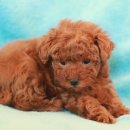 꼬망이펫샵 이미지